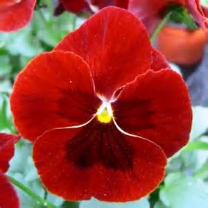 Omaxe Pansy F1 Scarlet Red (10 seeds)