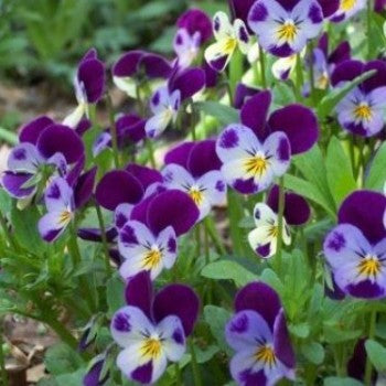 Omaxe Pansy Viola Johny Jump Up Seeds