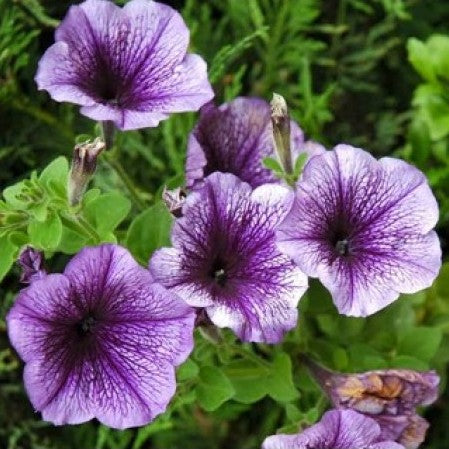 Omaxe Petunia Grandiflora Purple Seeds