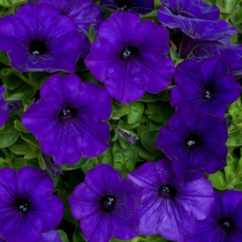 Omaxe Petunia Grandiflora Violet Seeds