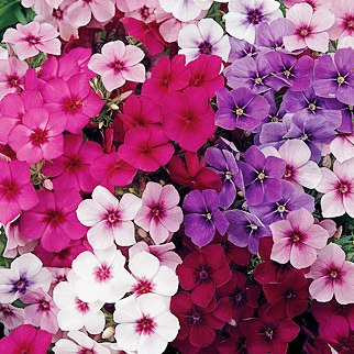 Omaxe Phlox Beauty Mixed Seeds