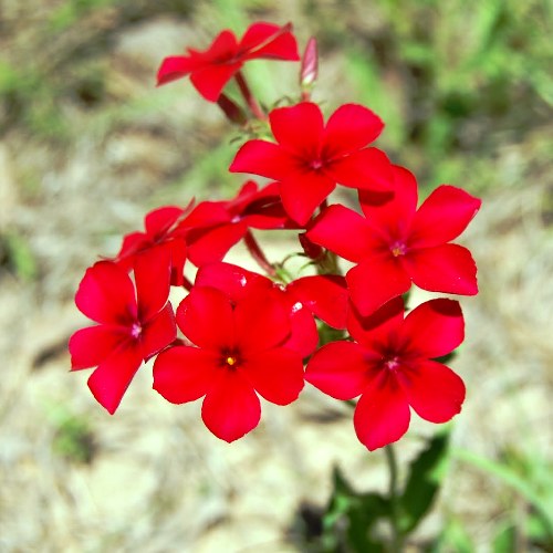 Omaxe Phlox Beauty Red seeds