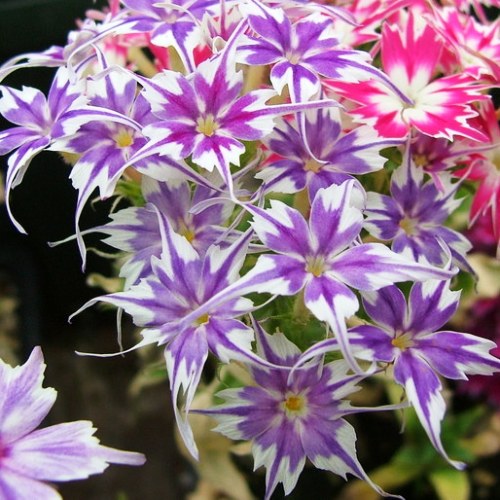 Omaxe Phlox Twinkle Star Mixed seeds