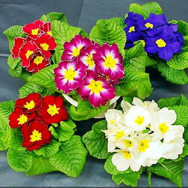 Omaxe Primula Selection Mixed