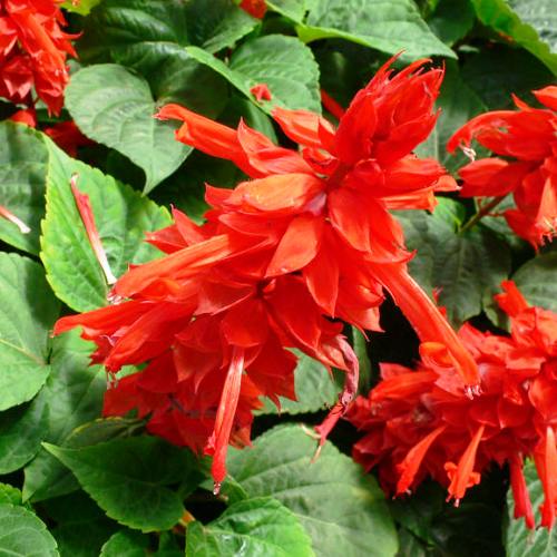 Omaxe Salvia Bon Fire seeds