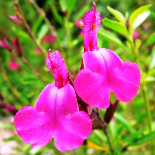 Omaxe Salvia Pink seeds