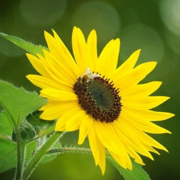 Sunflower Minature Seeds - omaxe seeds