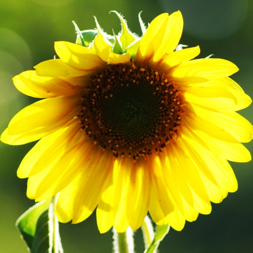 Sunflower Large bloom Seeds - omaxe seeds