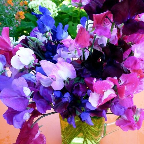 Omaxe Sweet Pea Bonanza Mixed seeds