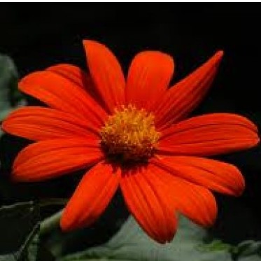Tithonia Torch Red Seeds - omaxe seeds