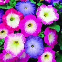 Verbena Quartz Mixed seeds - omaxe seeds