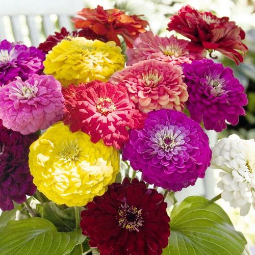 Zinnia Giant F1 Mixed Seeds - omaxe seeds