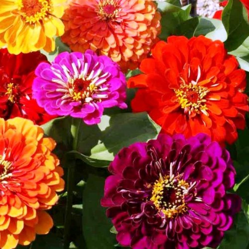 Omaxe Zinnia Elegans Mixed Seeds