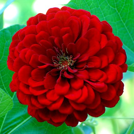 Zinnia Cherry Queen Seeds - omaxe seeds