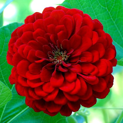 Omaxe Zinnia Cherry Queen Seeds