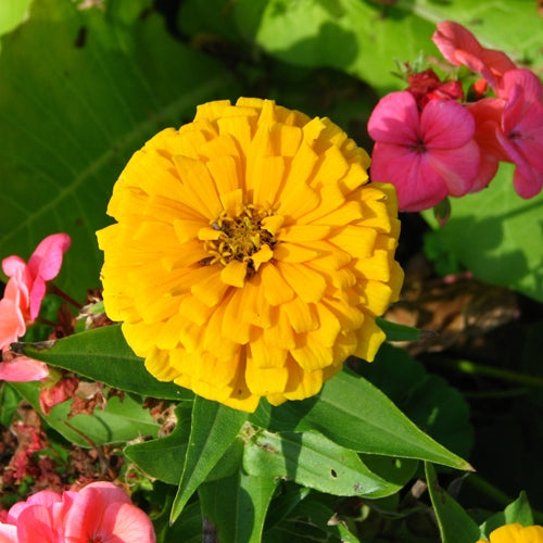 Zinnia Elegans Yellow Seeds - omaxe seeds