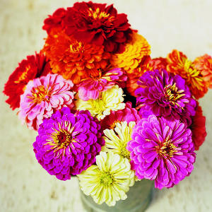 Zinnia F1 Tall Mixed Seeds(50 Seeds) - omaxe seeds