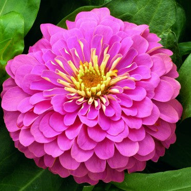 Omaxe Zinnia F1 Tall Pink Seeds