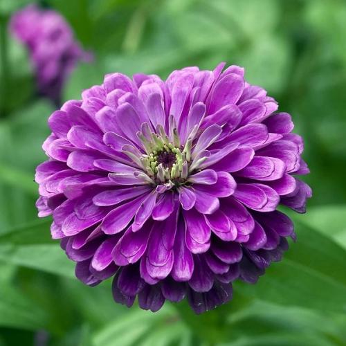 Omaxe Zinnia F1 Tall Purple Seeds