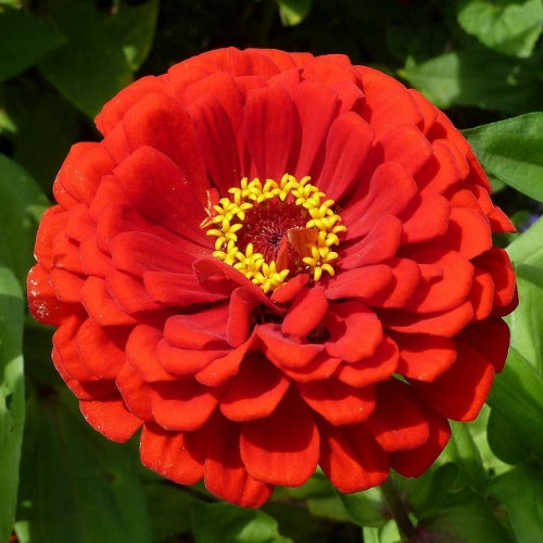 Omaxe Zinnia F1 Tall Red Seeds