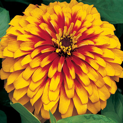 Omaxe Zinnia F1 Tall Yellow Seeds