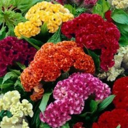 Cockscomb Dwarf Jewel Mixed Seeds - omaxe seeds
