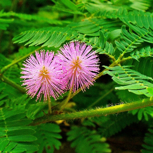 Mimosa - Touch Me Not seeds - omaxe seeds