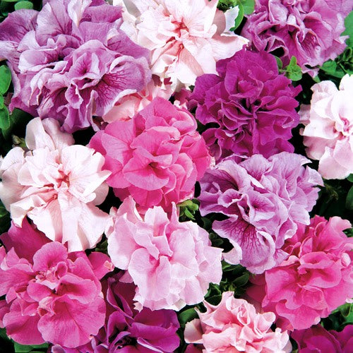 Omaxe Petunia Glorious DBL Mixed Seeds