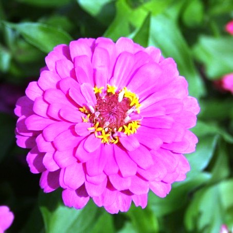 Omaxe Zinnia Elegans Pink rose Seeds