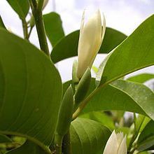 Son Champa, Son Chafa, Michelia champaca (white) Plant