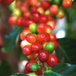 Coffee Plant