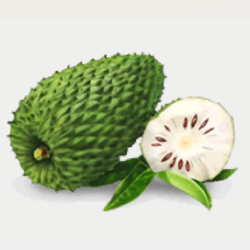 Laxman Phal, Soursop, Annona Muricata Plant