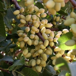 Pista Plant - Pistachio, Pistacia vera