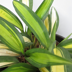 Chlorophytum Yellow Mix