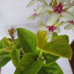 Eranthemum Yellow Vein