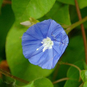 Jacquemontia Plant - Sky Blue Cluster Vine