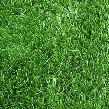 Bermuda Lawn Grass Seeds - 100 Grams