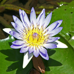 Lotus Blue Plant - Nymphaea Alba, Water Lily