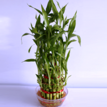 3 Layer Lucky Bamboo