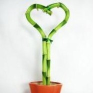 Heart Shape Lucky Bamboo