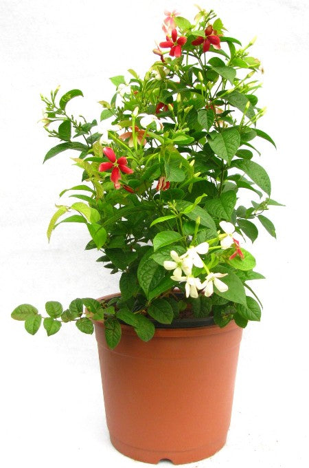 Madhumalati Vine - Rangoon Creeper Plant