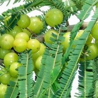 Amla (big size fruit) Indian Goosberry, Phyllanthus emblica Plant