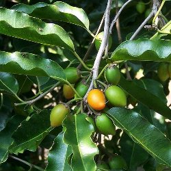 Bakul Plant - Maulsari, Mimusops Elengi, Indian Medlar, Vajradanthi