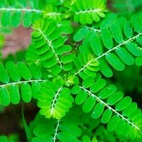 Bhui Amla - Phyllanthus Niruri Plant