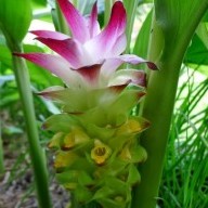 Black Turmeric Plant - Curcuma Caesia