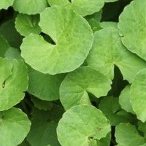 Brahmi, Gotu Kola, Mandukaprani - Centella Asiatica