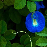 Clitoria Ternatea - Gokarna Blue(Aprajita plant)