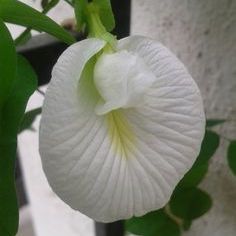 Buy Clitoria Ternatea - Gokarna White(Aprajita plant) online at best price