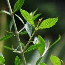 Mehandi, Henna, Mehndi, Heena Plant