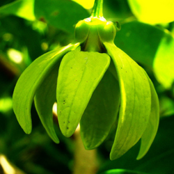 Hirwa Chafa Plant, Hari Champa, Artabotrys odorattisimus